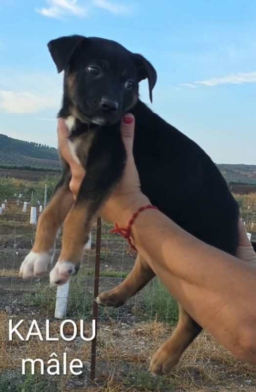 Kalou - Chien à adopter