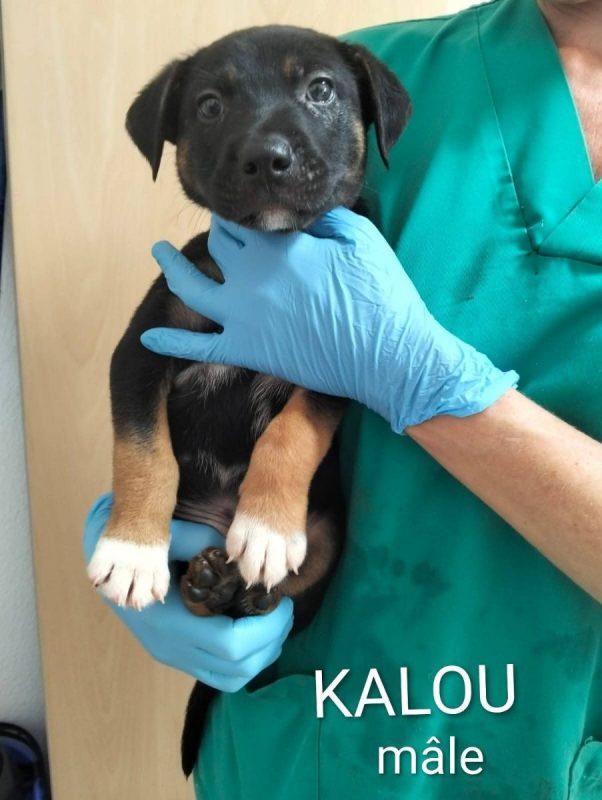 Kalou - Chien à adopter - photo 3