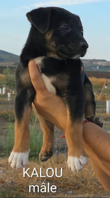 Kalou - Chien à adopter - photo 2