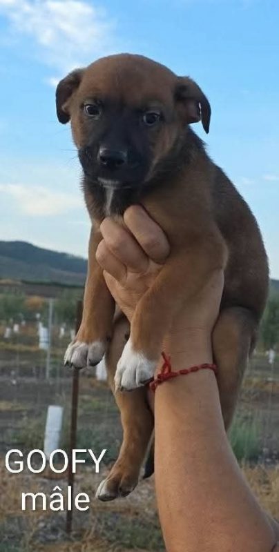 Gooffy - Chien à adopter - photo 3