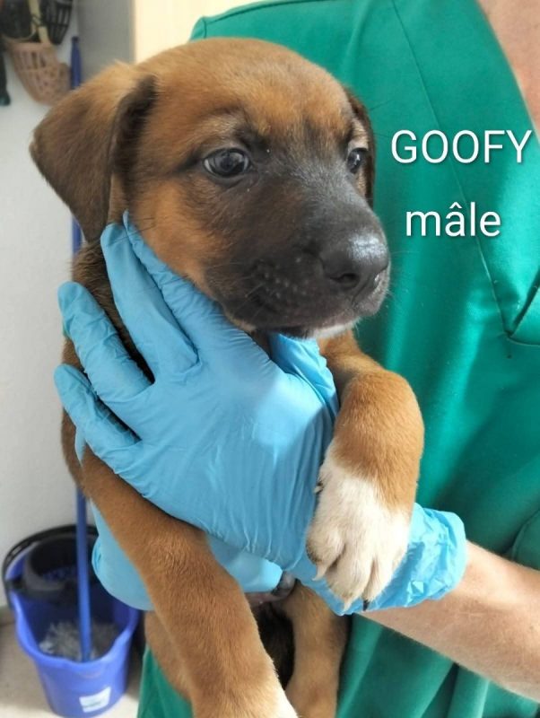 Gooffy - Chien à adopter - photo 2