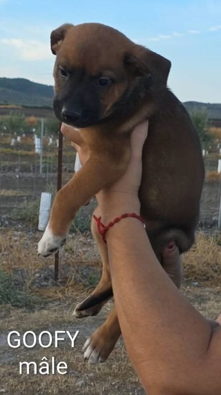 Gooffy - Chien à adopter