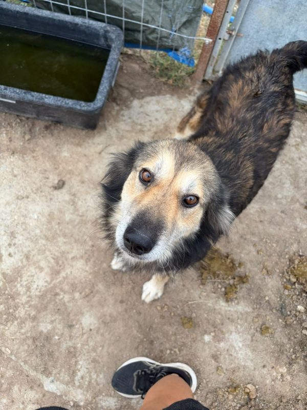 FREDDIE - Chien à adopter
