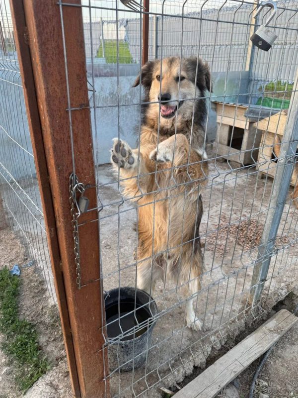 FREDDIE - Chien à adopter - photo 4