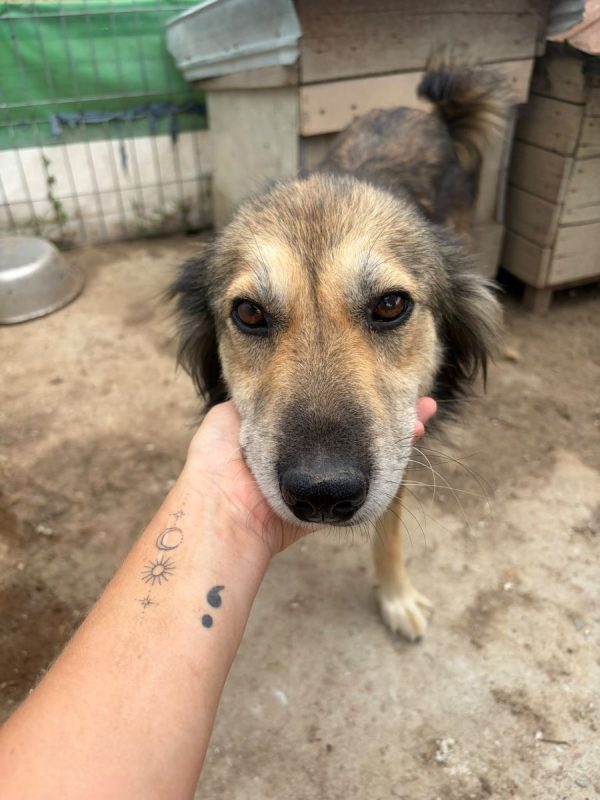 FREDDIE - Chien à adopter - photo 2