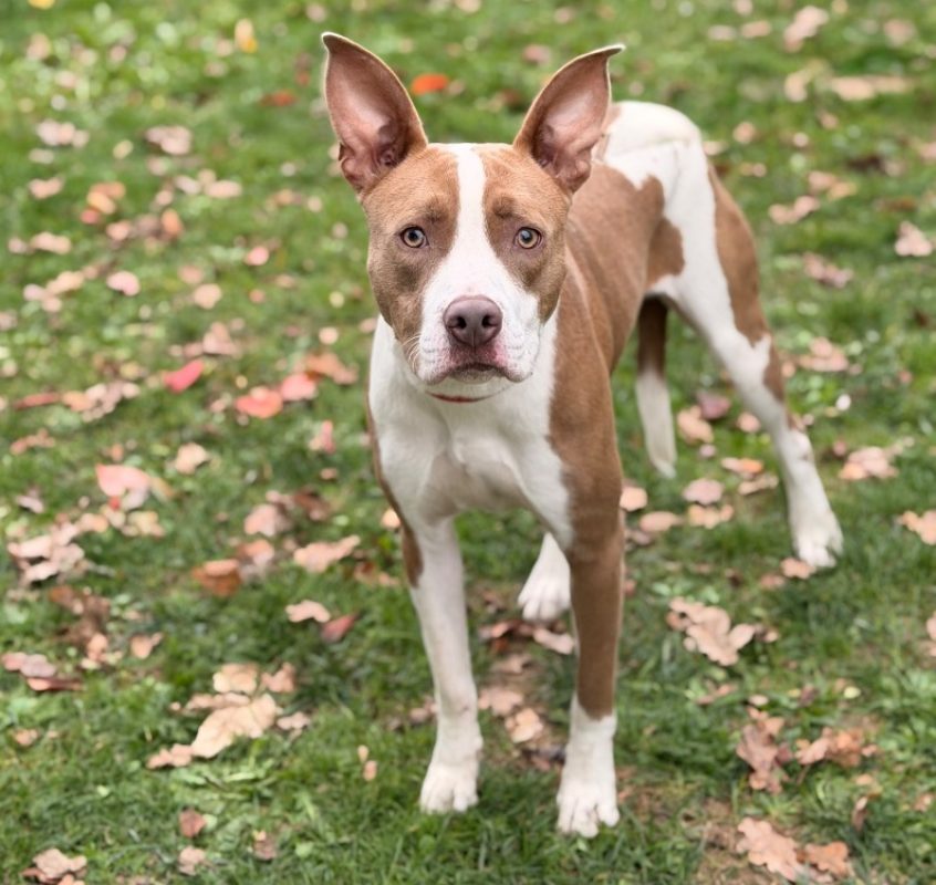 Athena - Chien à adopter