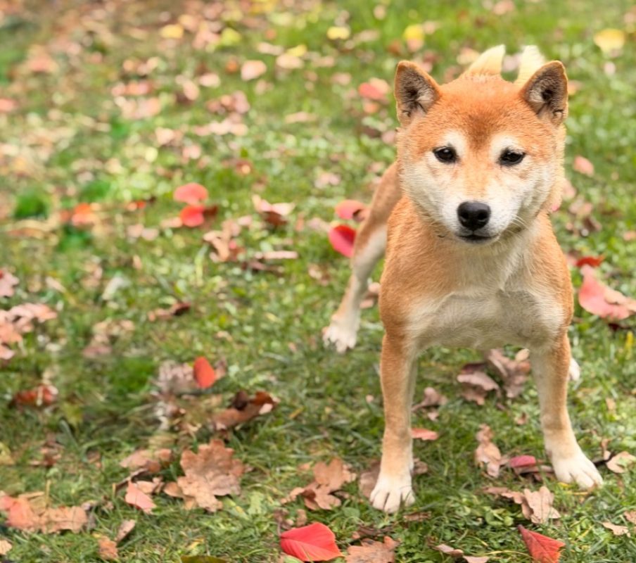 Bella - Chien à adopter