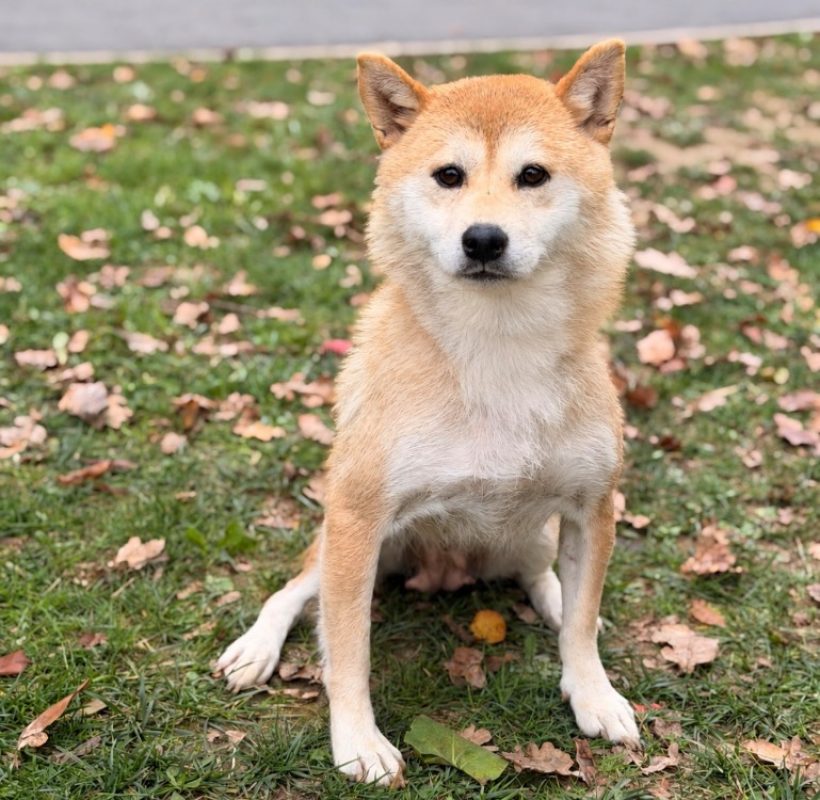 Sumai - Chien à adopter