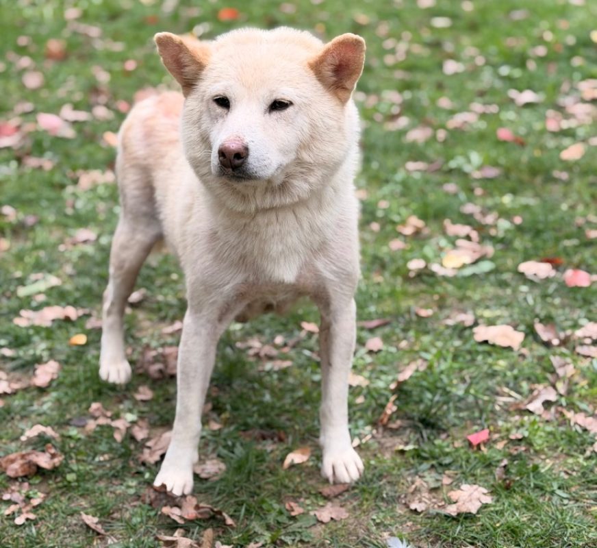 Rockette - Chien à adopter