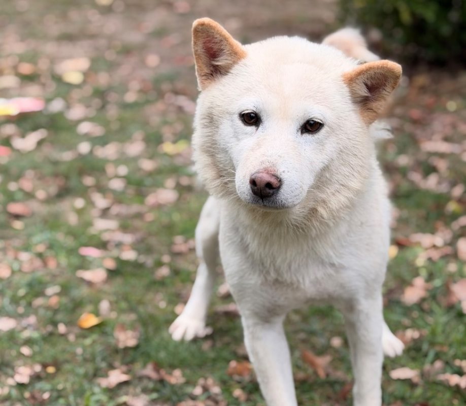 Roxanne - Chien à adopter
