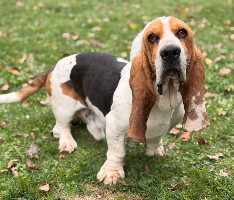 Saucisson - Chien Basset Hound à adopter