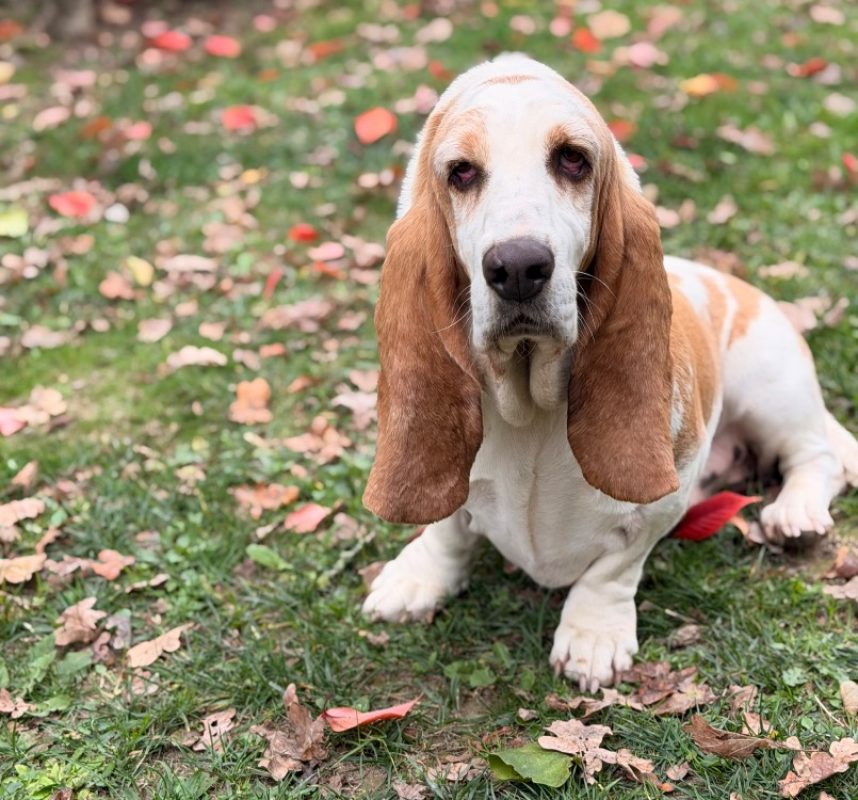 Smouthies - Chien Basset Hound à adopter