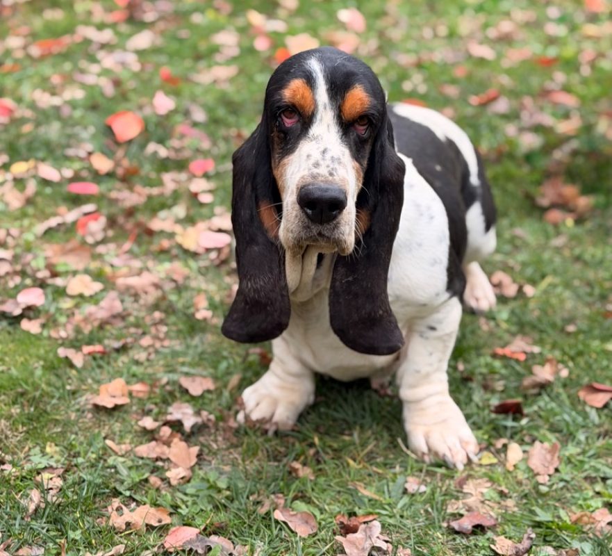 Smarthies - Chien Basset Hound à adopter