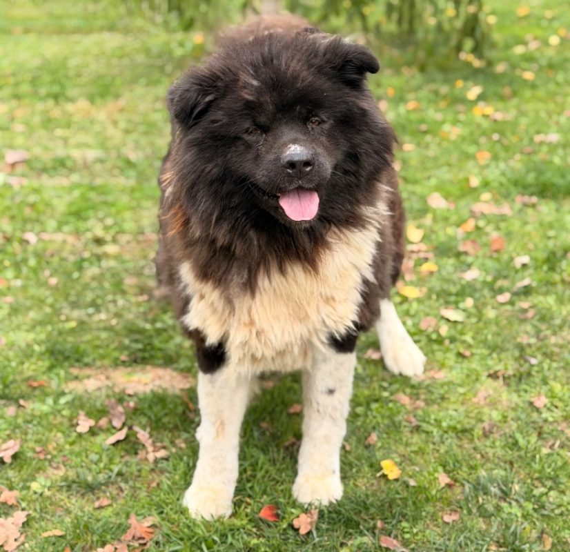 Raven - Chien à adopter