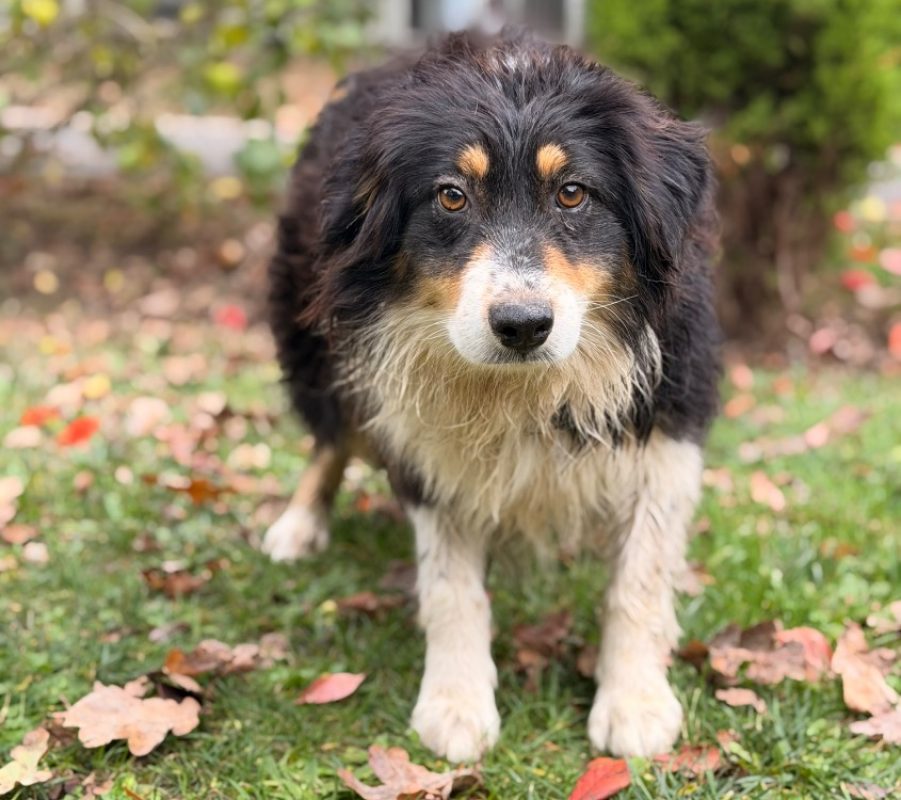 Tixie - Chien à adopter