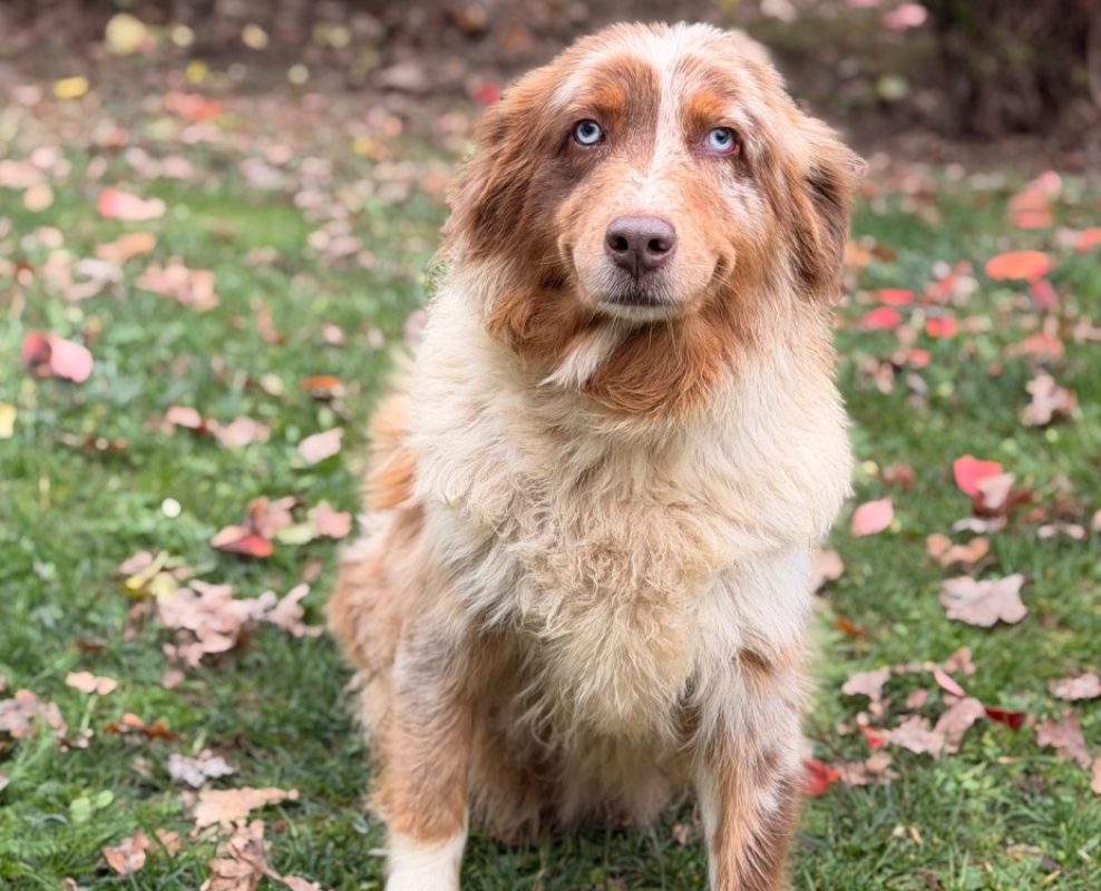 Reaven - Chien à adopter