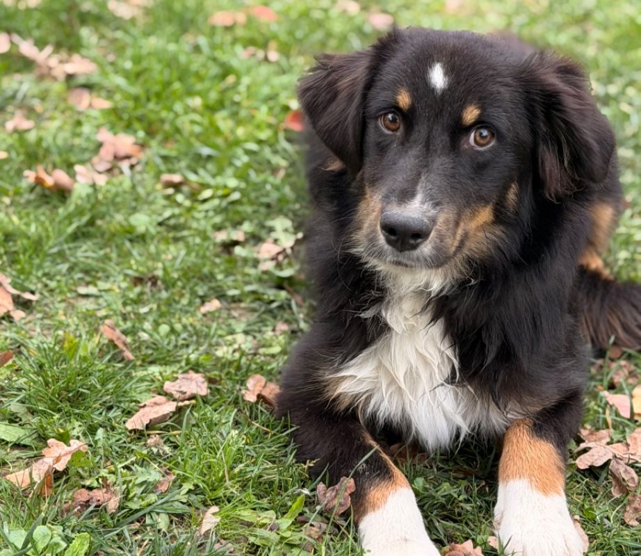 Bernard - Chien Berger Américain Miniature à adopter