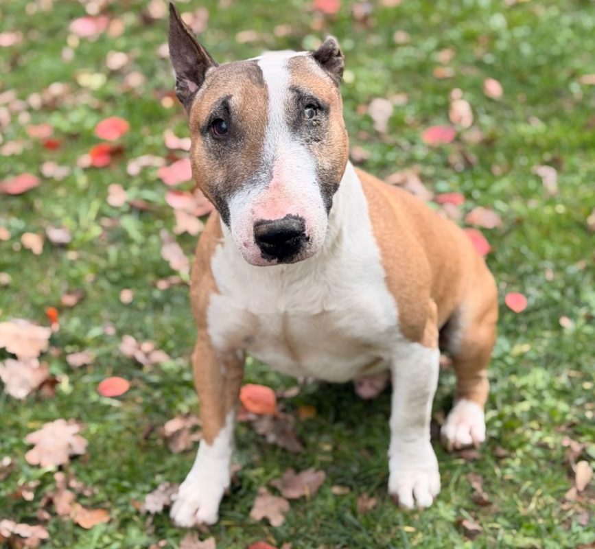 Guyzmo - Chien Bull Terrier à adopter