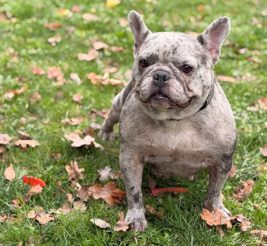 Umy - Chien Bouledogue Français à adopter