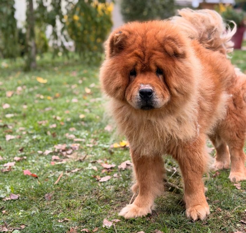 Choup's - Chien Chow Chow à adopter