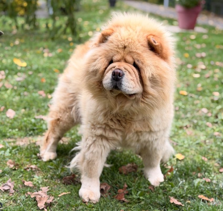 Bella-donna - Chien Chow Chow à adopter