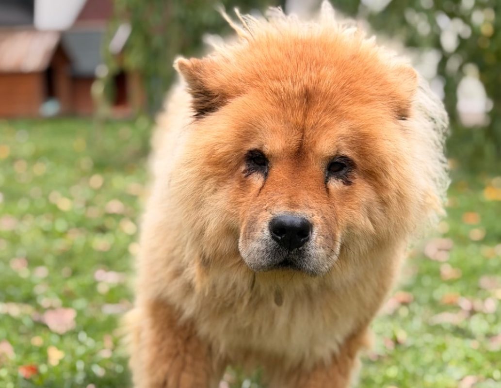 Sybelle - Chien Chow Chow à adopter