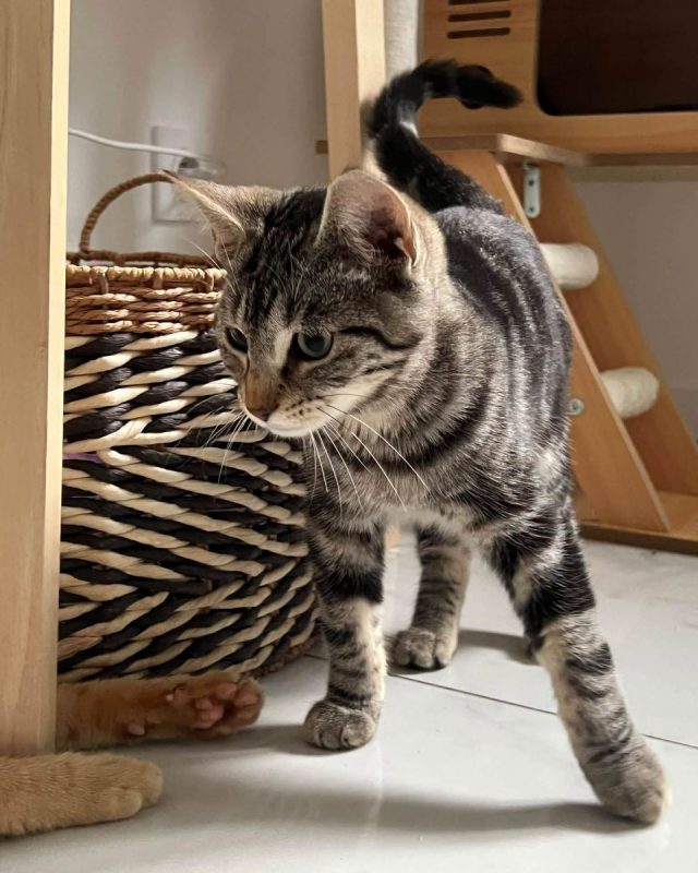 Goyave - Chat Européen à adopter - photo 3