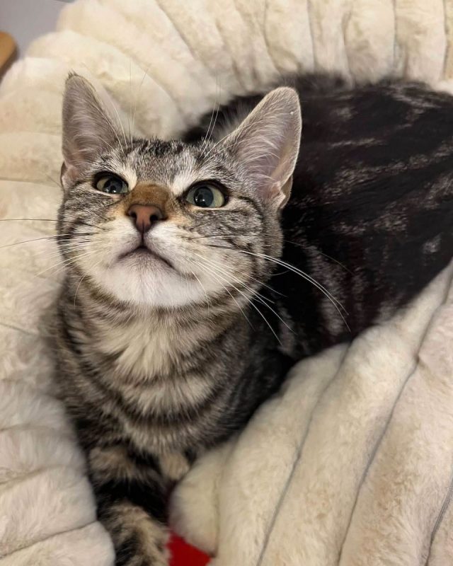 Goyave - Chat Européen à adopter