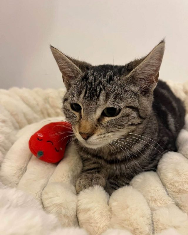 Goyave - Chat Européen à adopter - photo 2