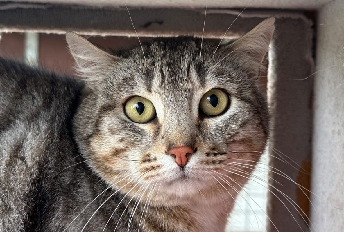 Zeyn - Chat Européen à adopter