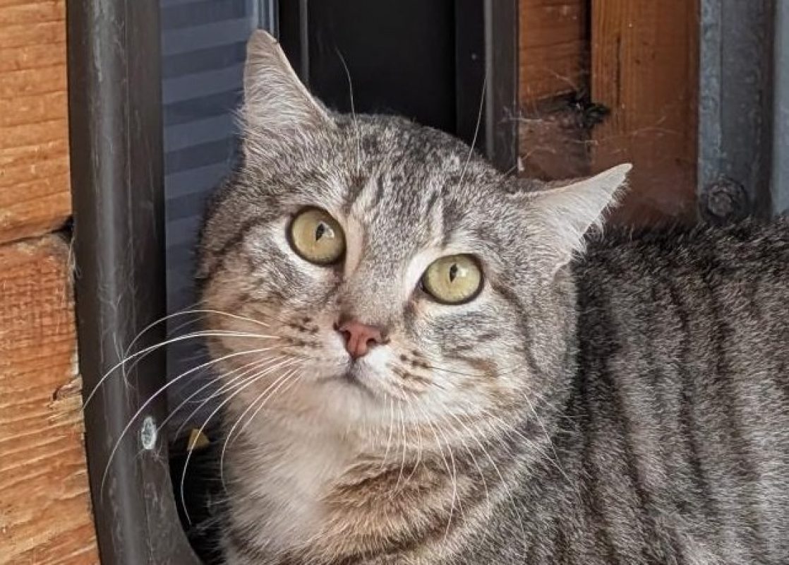 Zeyn - Chat Européen à adopter - photo 2