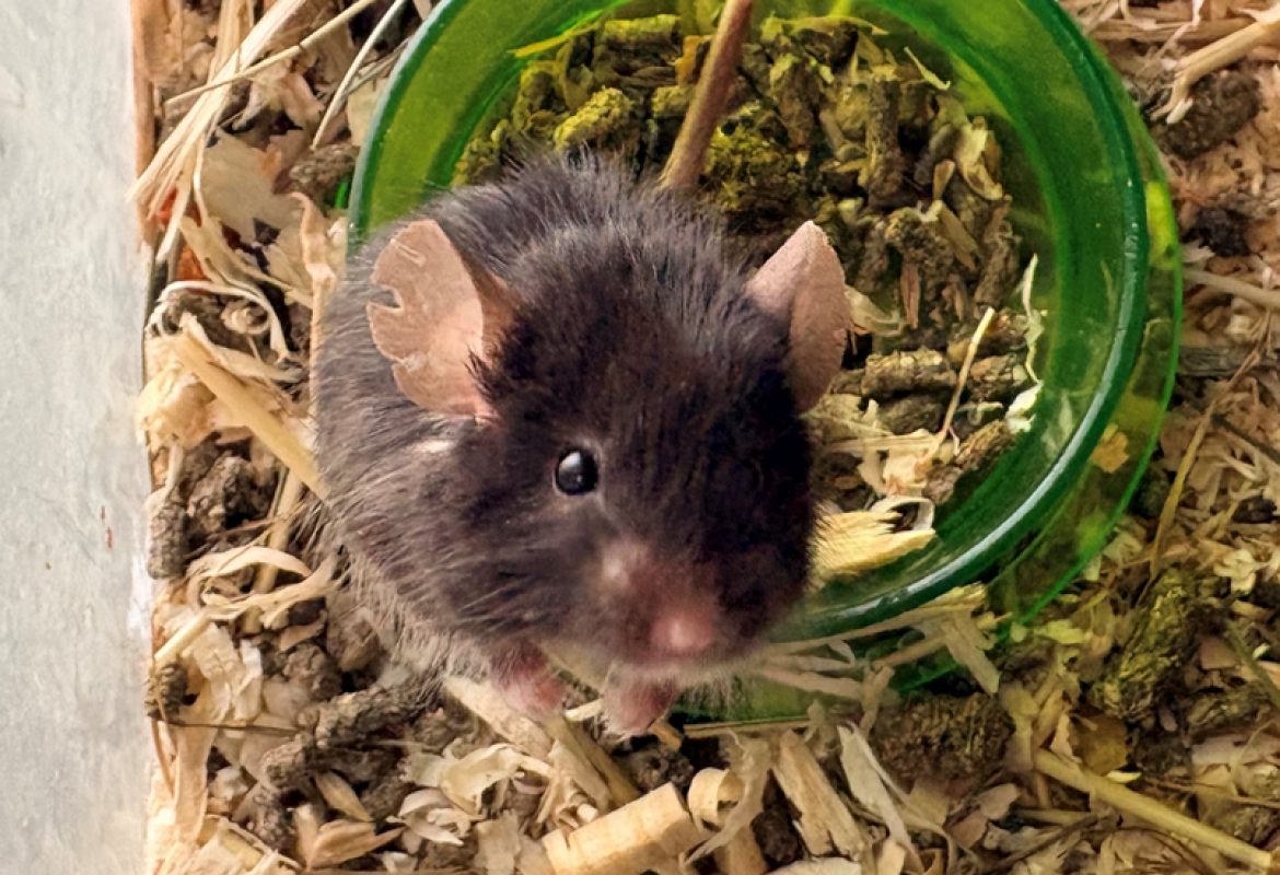 Plaf - Rongeur Souris à adopter