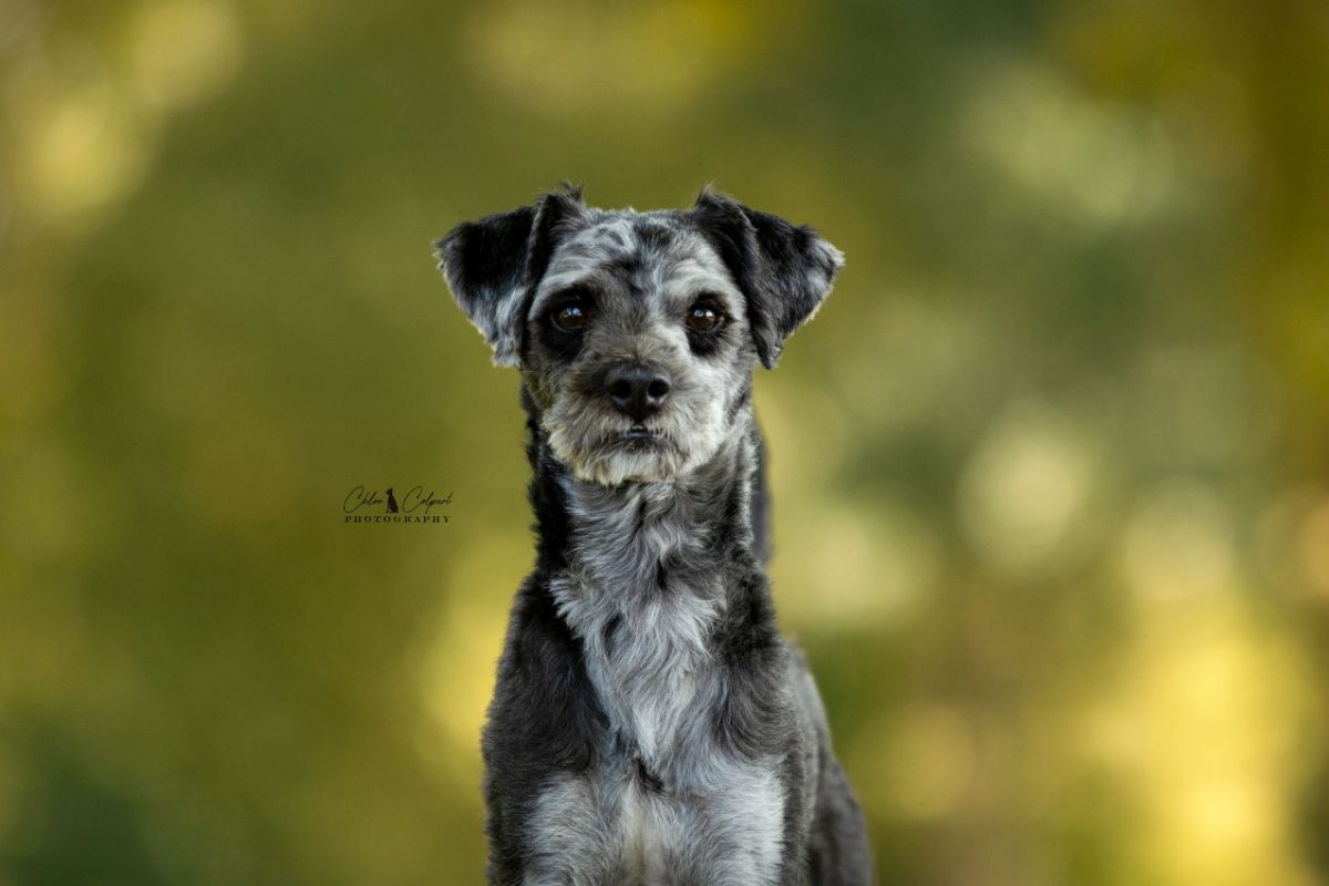 Cookie - Chien à adopter