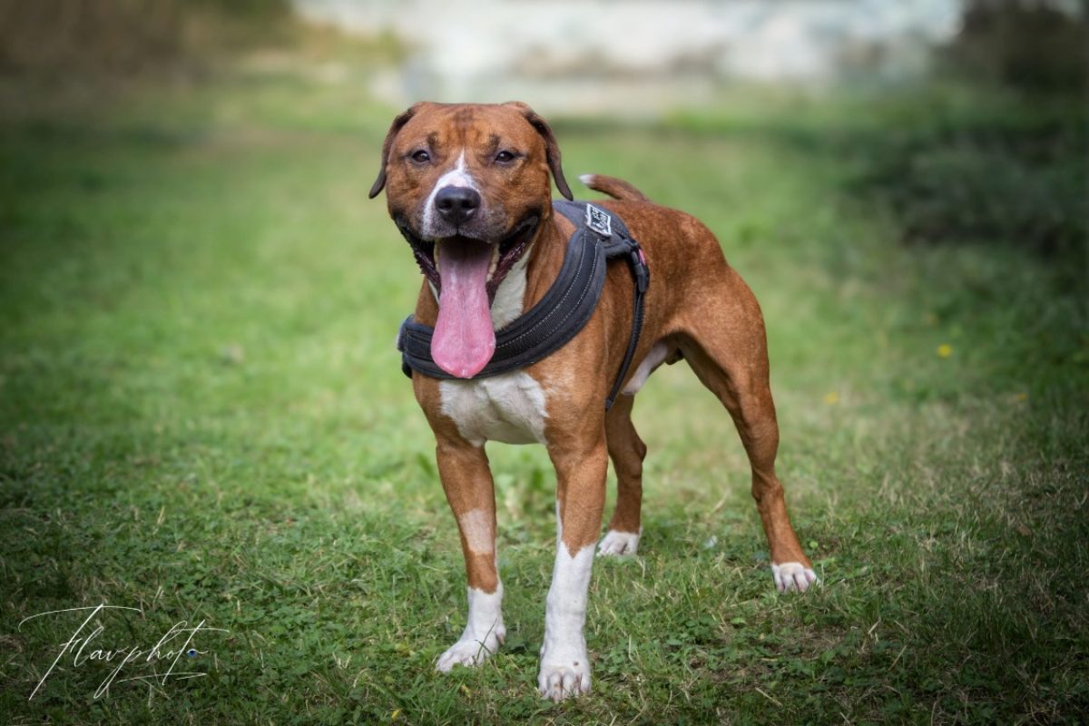 Junior - Chien Boxer à adopter