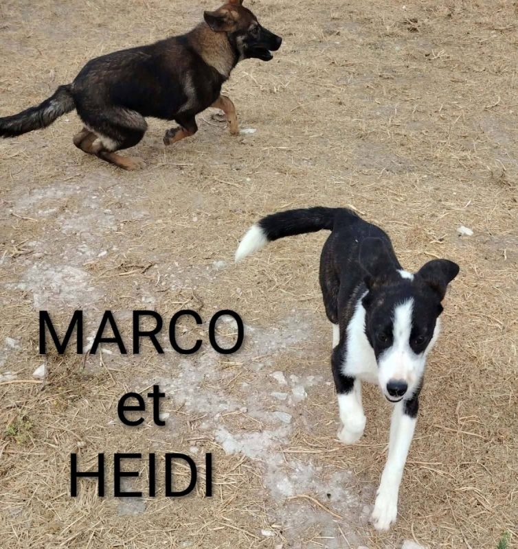 Marco - Chien à adopter - photo 5