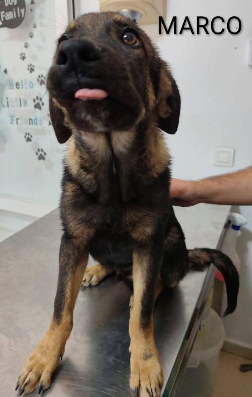 Marco - Chien à adopter - photo 2