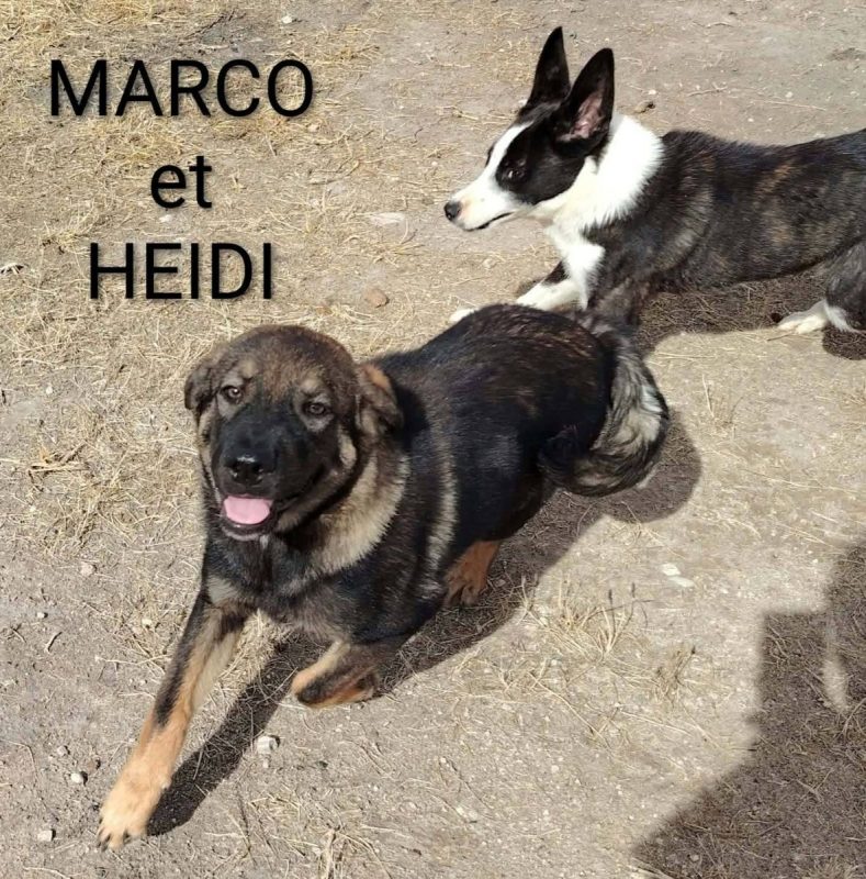 Marco - Chien à adopter - photo 6