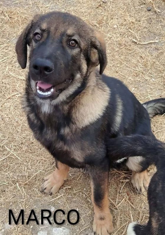 Marco - Chien à adopter