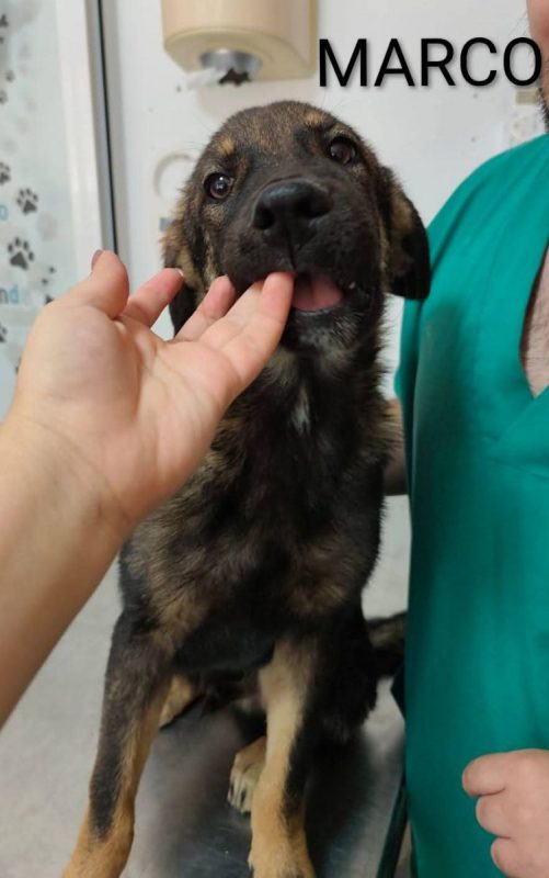 Marco - Chien à adopter - photo 4