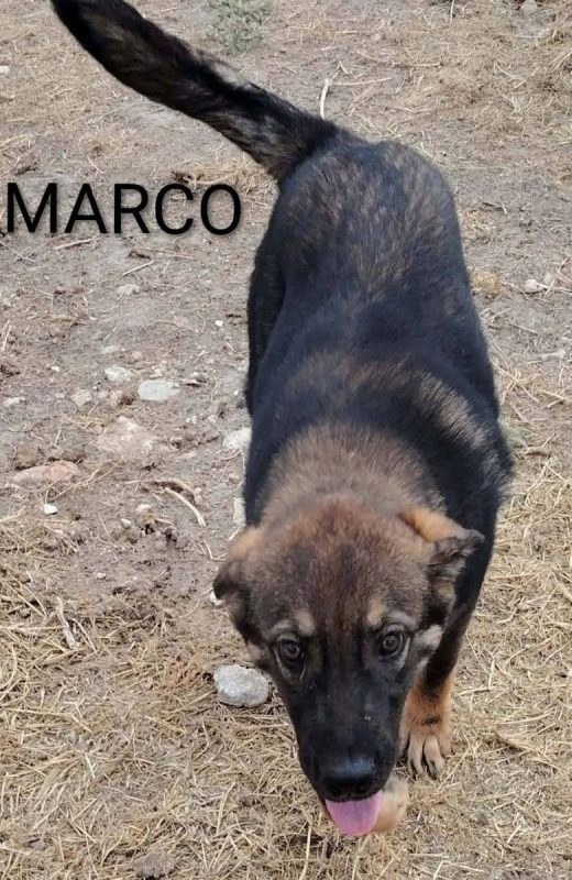 Marco - Chien à adopter - photo 3