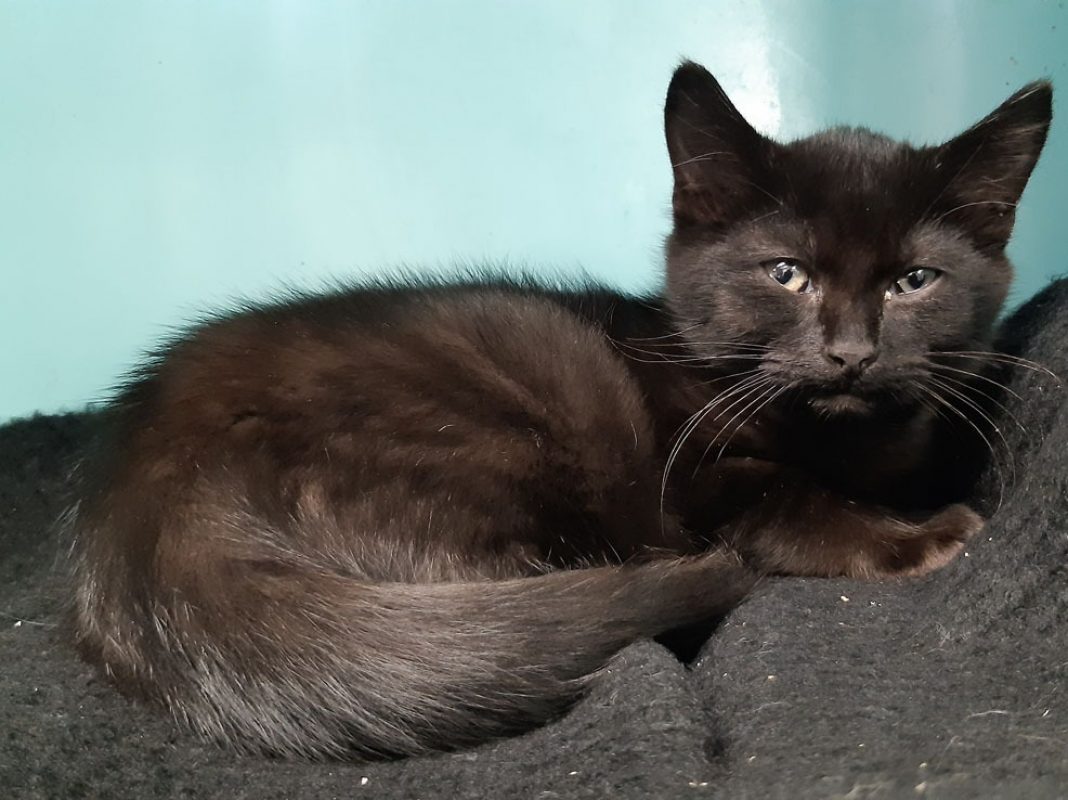 Wombat - Chat Européen à adopter