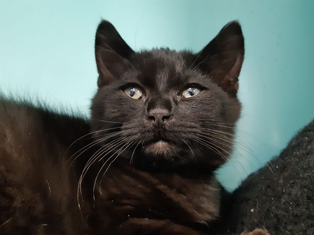 Wombat - Chat Européen à adopter - photo 3