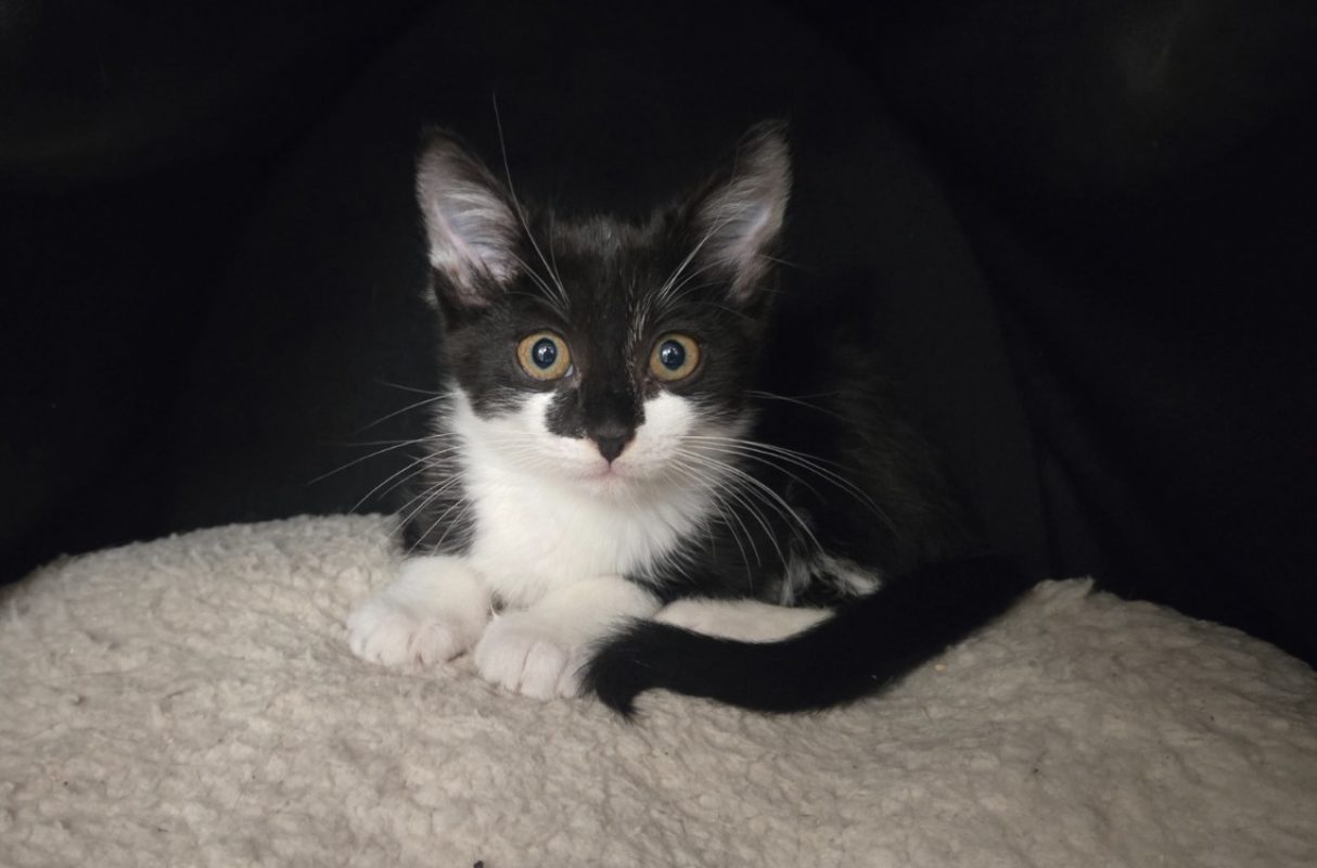 Stella - Chat Européen à adopter