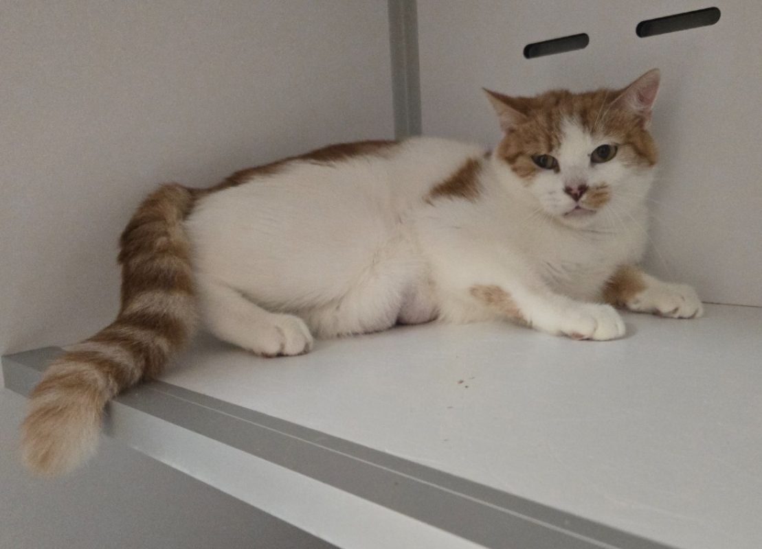 Molly - Chat Européen à adopter