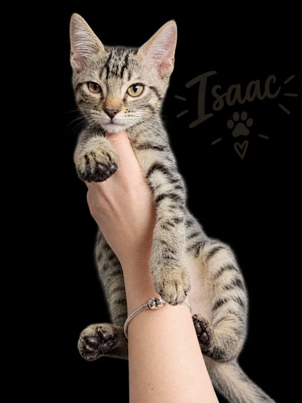 isaac - Chat à adopter
