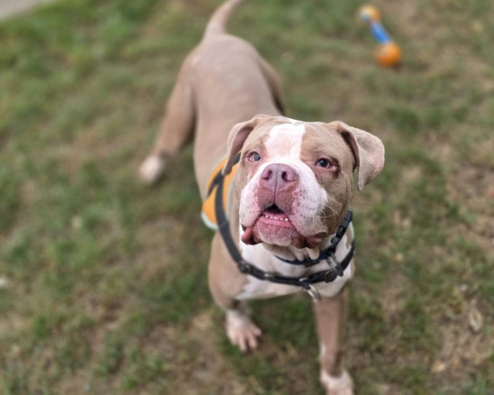 Zoe - Chien à adopter