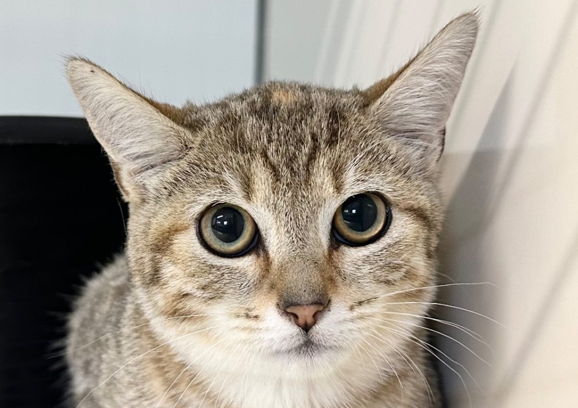 Jiu - Chat Européen à adopter