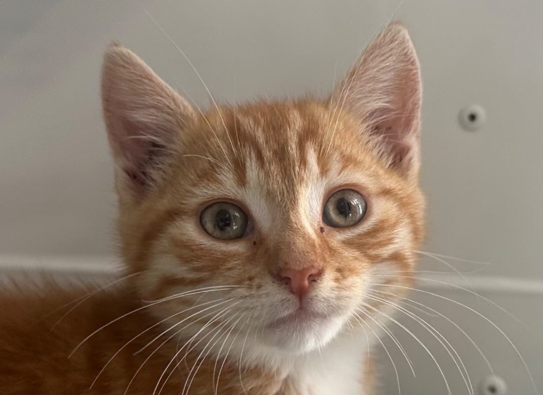 Cassian - Chat Européen à adopter