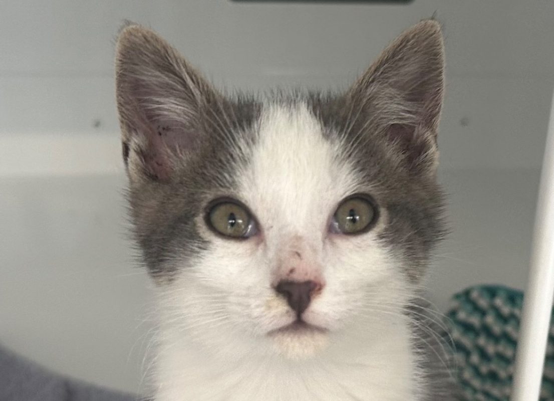 Azriel - Chat Européen à adopter