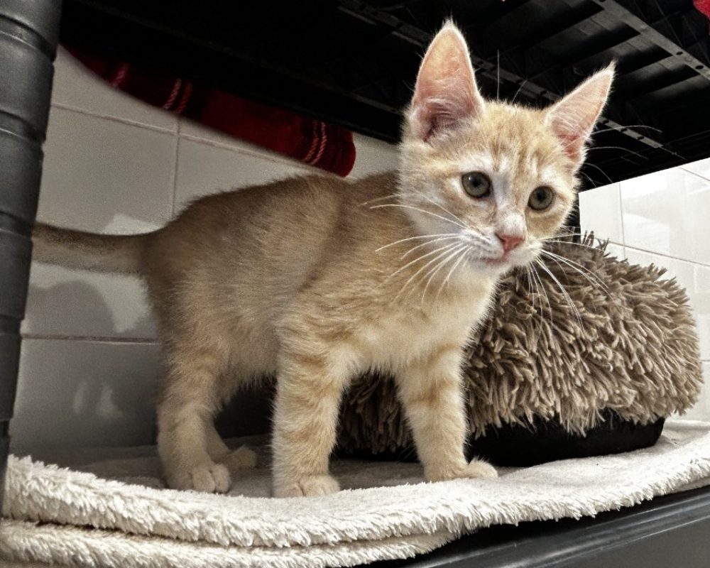 Nougat - Chat Européen à adopter
